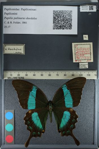 Media type: image;   Entomology 171707